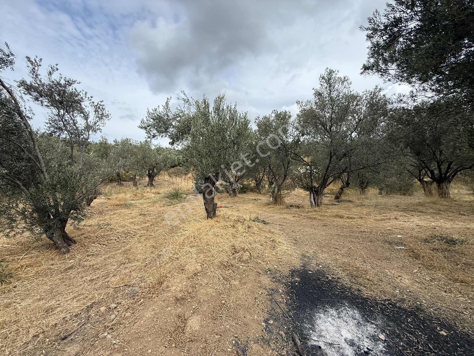 Gömeç Kemalpaşa Mah Boztepe Mevkinde Deniz Manzaralı Zeytinlik — fotoğraf 3
