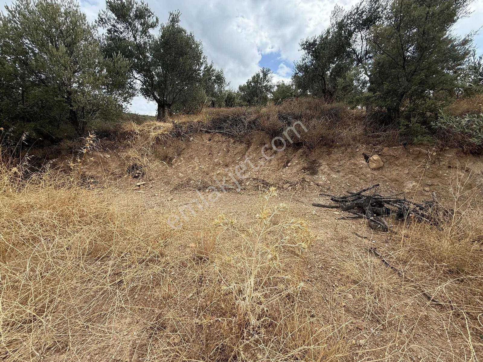 Gömeç Kemalpaşa Mah Boztepe Mevkinde Deniz Manzaralı Zeytinlik — fotoğraf 4