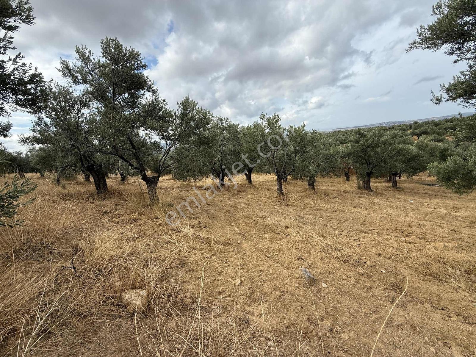 Gömeç Kemalpaşa Mah Boztepe Mevkinde Deniz Manzaralı Zeytinlik — fotoğraf 6
