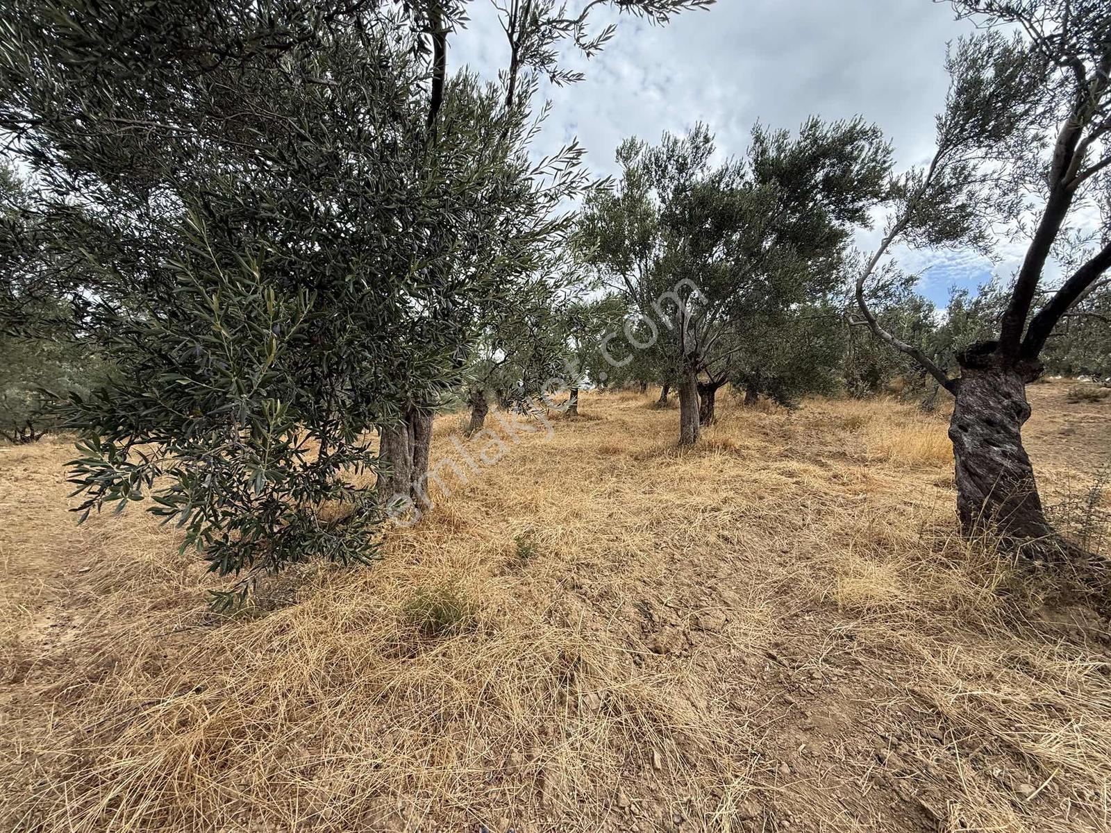 Gömeç Kemalpaşa Mah Boztepe Mevkinde Deniz Manzaralı Zeytinlik — fotoğraf 7