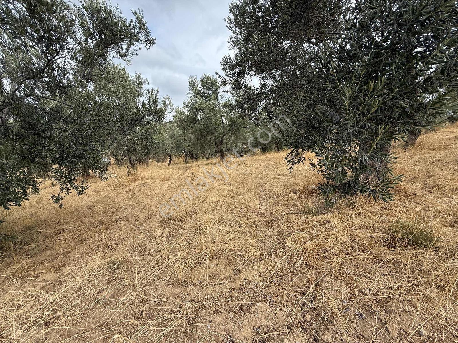 Gömeç Kemalpaşa Mah Boztepe Mevkinde Deniz Manzaralı Zeytinlik — fotoğraf 8