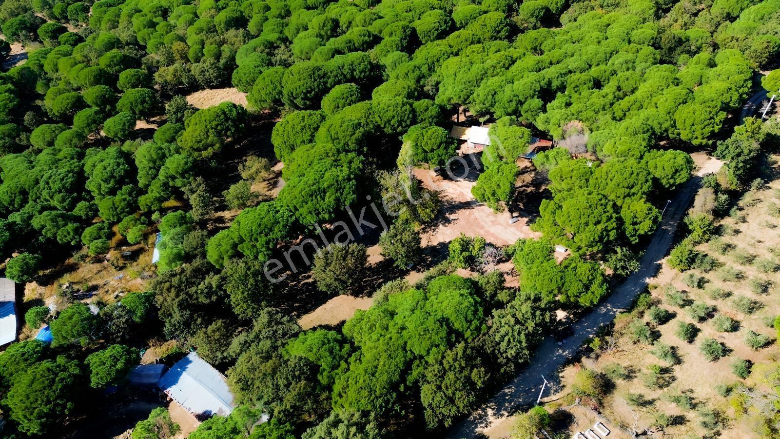 Bergama Kozak Yaylası Kıranlı Mah.'de 1.970m2 Satılık Tarla — fotoğraf 2