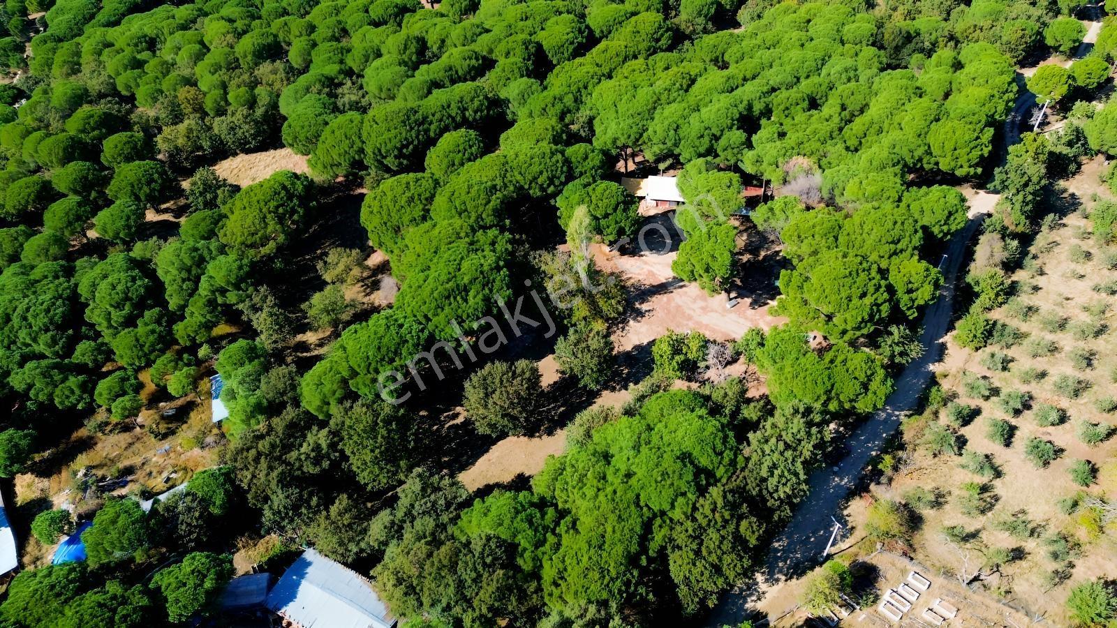 Bergama Kozak Yaylası Kıranlı Mah.'de 1.970m2 Satılık Tarla — fotoğraf 3