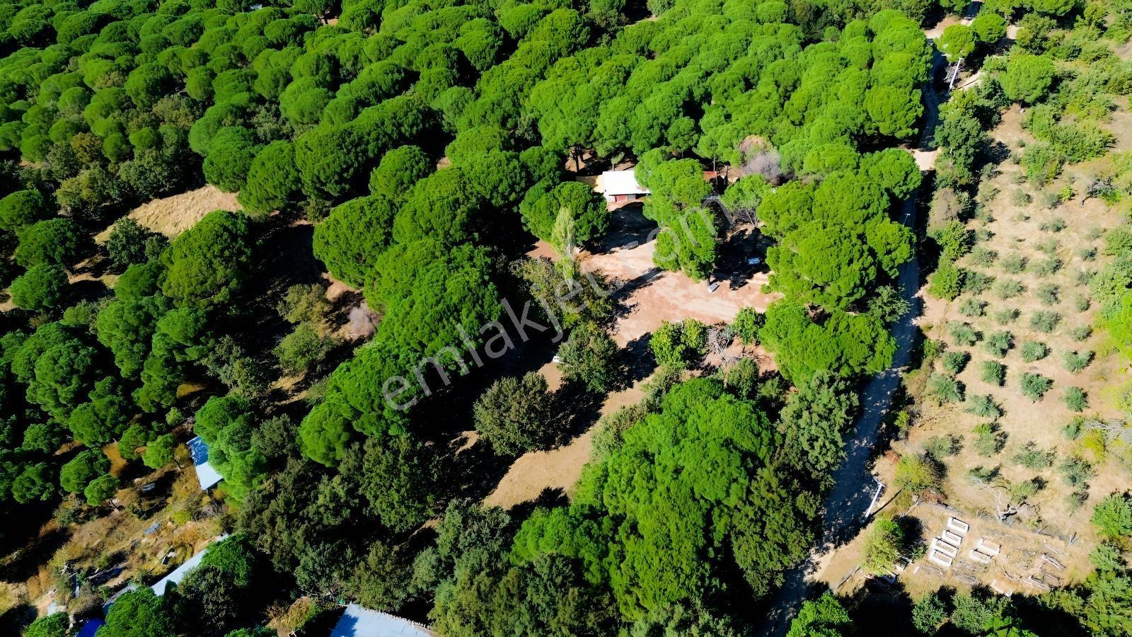 Bergama Kozak Yaylası Kıranlı Mah.'de 1.970m2 Satılık Tarla — fotoğraf 4