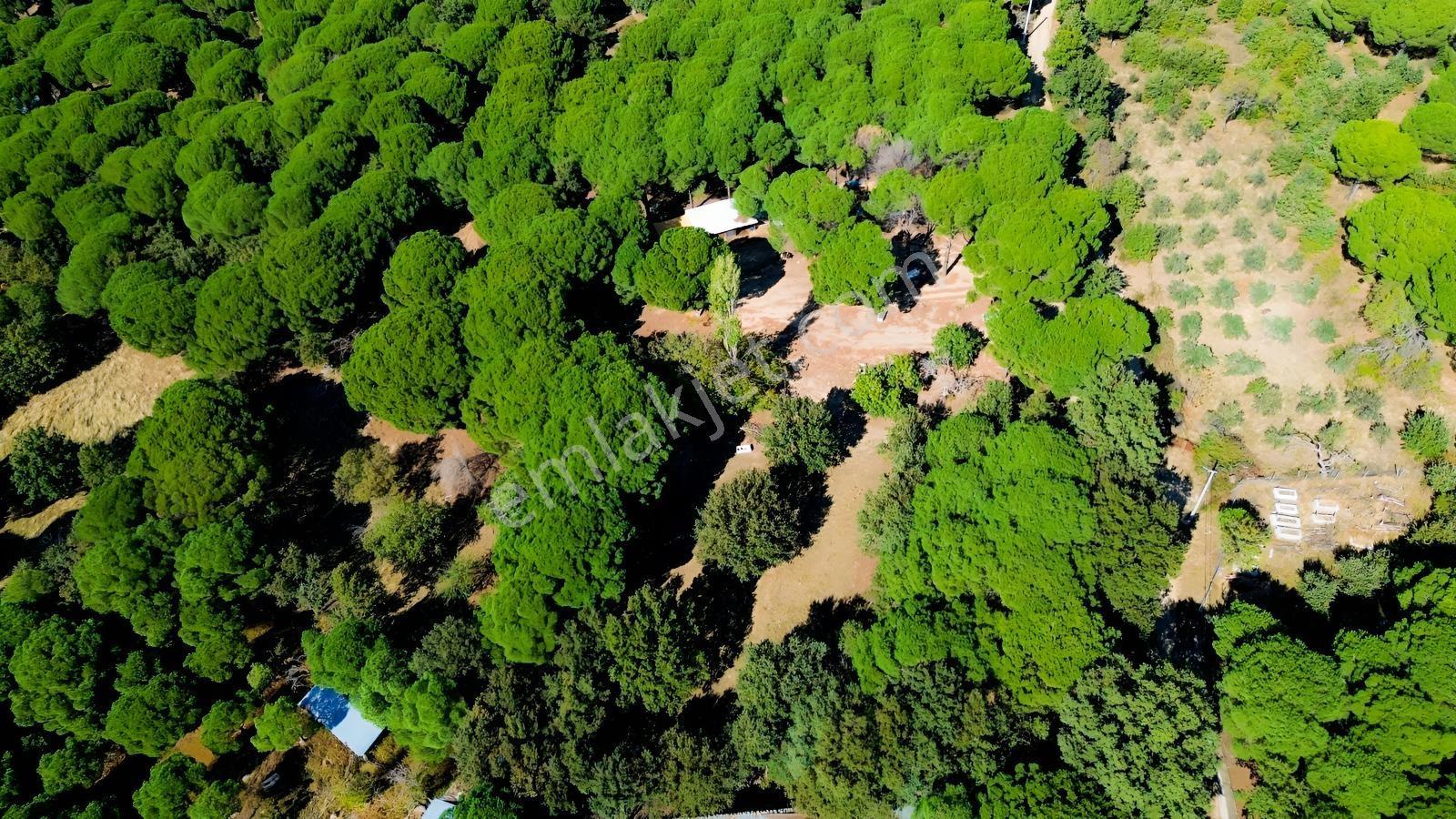 Bergama Kozak Yaylası Kıranlı Mah.'de 1.970m2 Satılık Tarla — fotoğraf 6