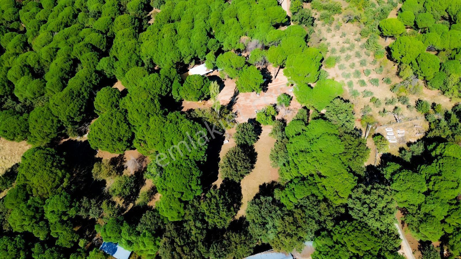 Bergama Kozak Yaylası Kıranlı Mah.'de 1.970m2 Satılık Tarla — fotoğraf 7