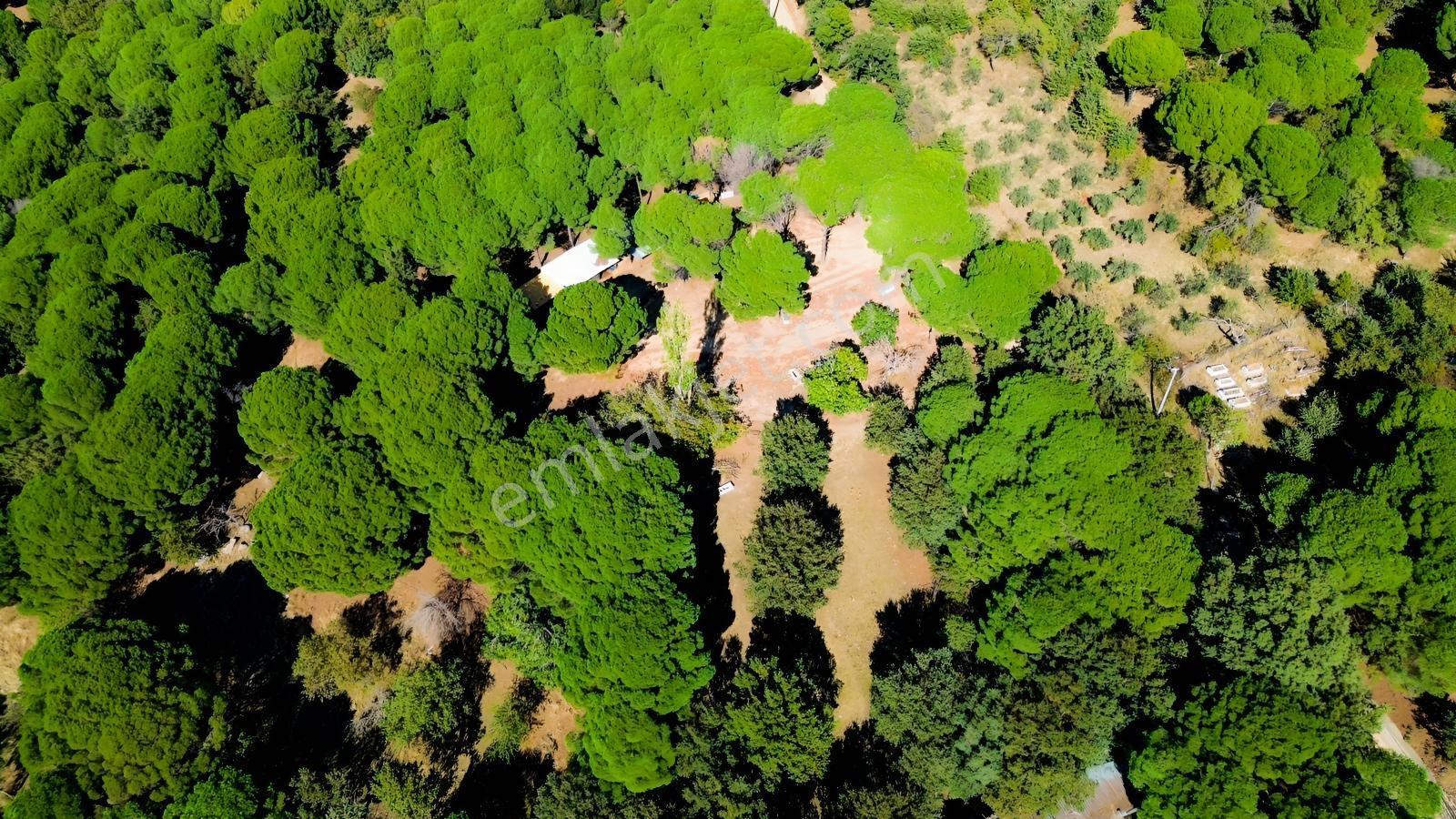 Bergama Kozak Yaylası Kıranlı Mah.'de 1.970m2 Satılık Tarla — fotoğraf 8