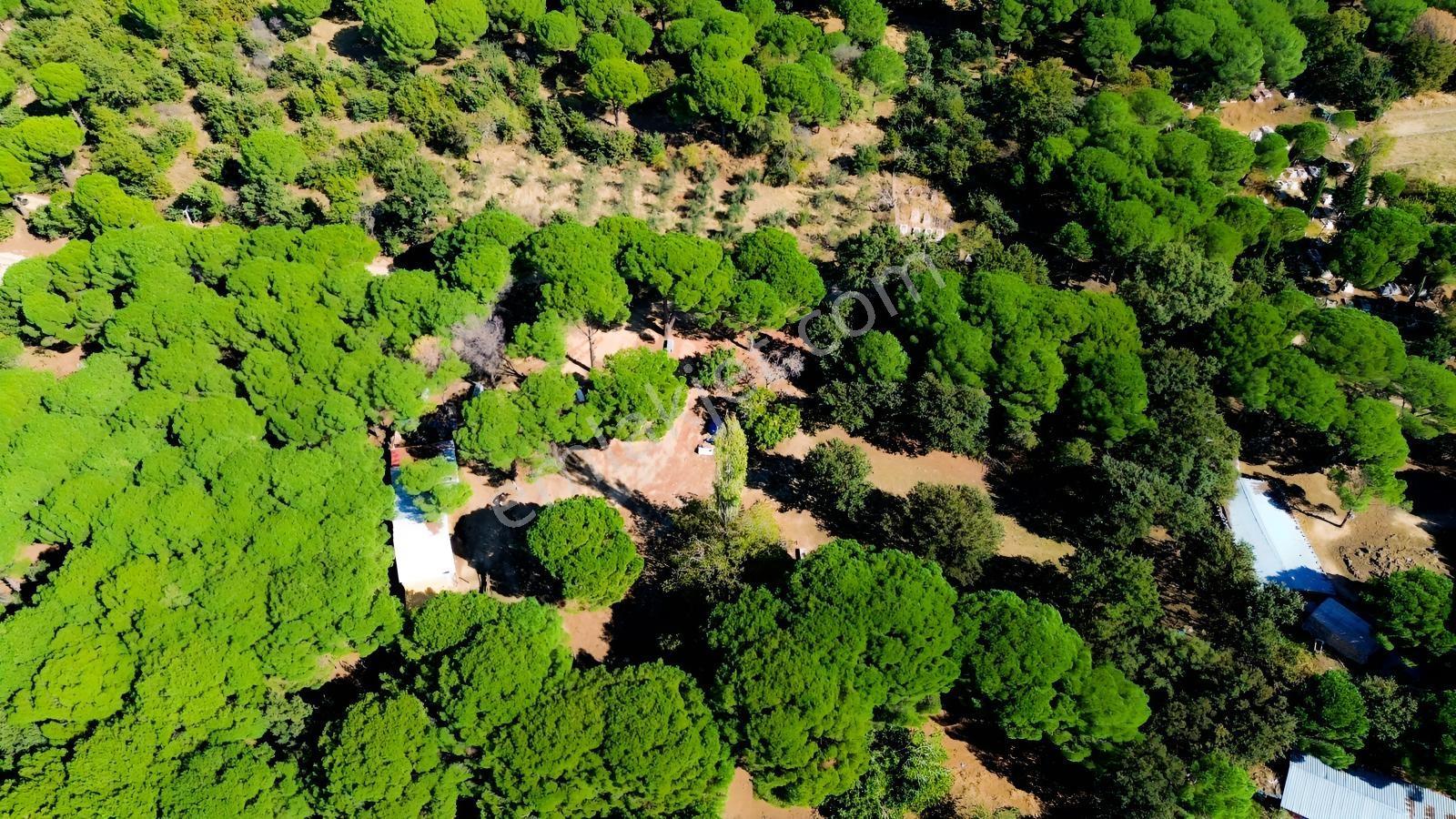 Bergama Kozak Yaylası Kıranlı Mah.'de 1.970m2 Satılık Tarla — fotoğraf 11