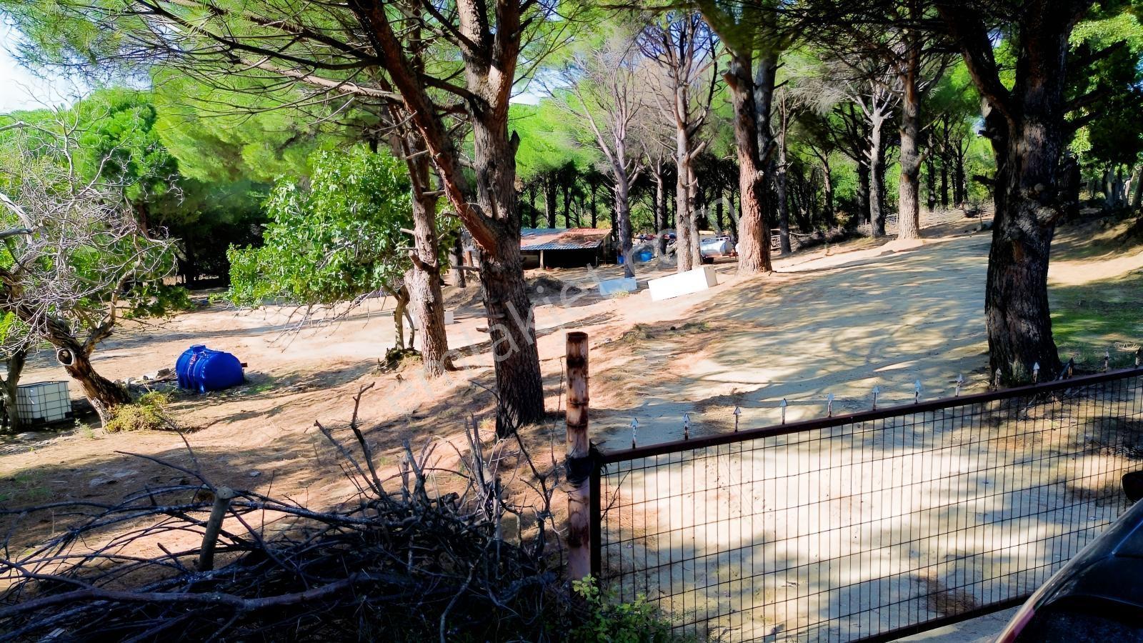 Bergama Kozak Yaylası Kıranlı Mah.'de 1.970m2 Satılık Tarla — fotoğraf 20