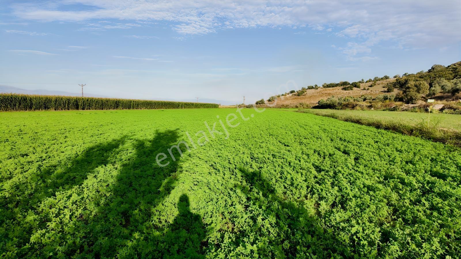 Aydın Efeler Kırıklarda Dönüm Fiyatı Sadece 470.000 Tl! — fotoğraf 9