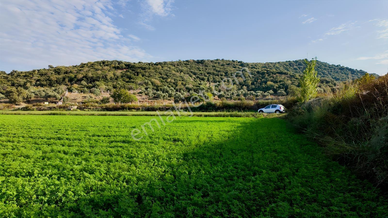 Aydın Efeler Kırıklarda Dönüm Fiyatı Sadece 470.000 Tl! — fotoğraf 10