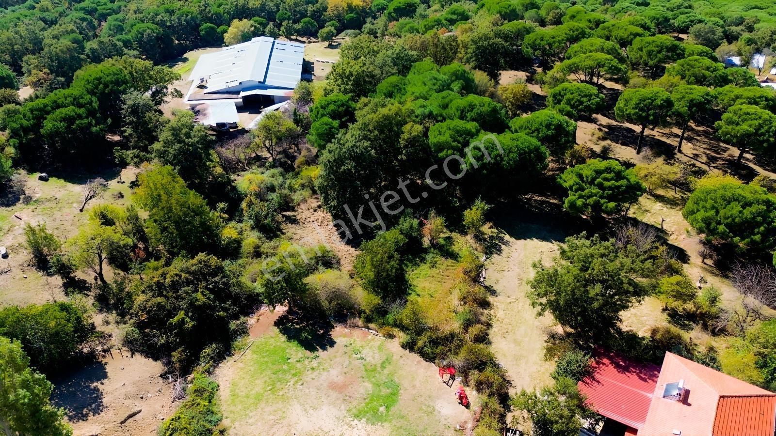 Bergama Kıranlı Mah.'de 4.640m2 Satılık Tarla Elma Bahçesi — fotoğraf 2