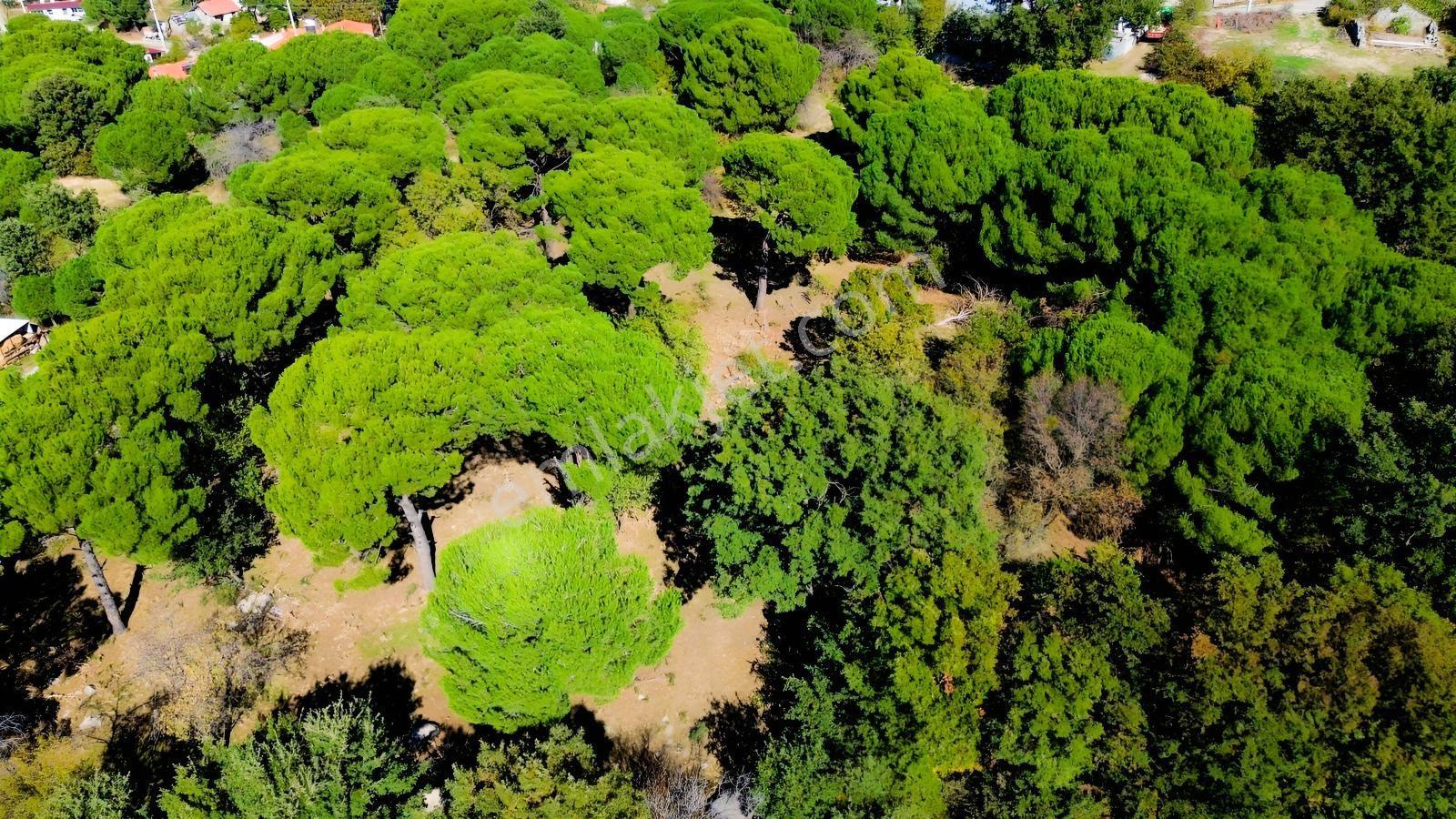 Bergama Kıranlı Mah.'de 4.640m2 Satılık Tarla Elma Bahçesi — fotoğraf 26