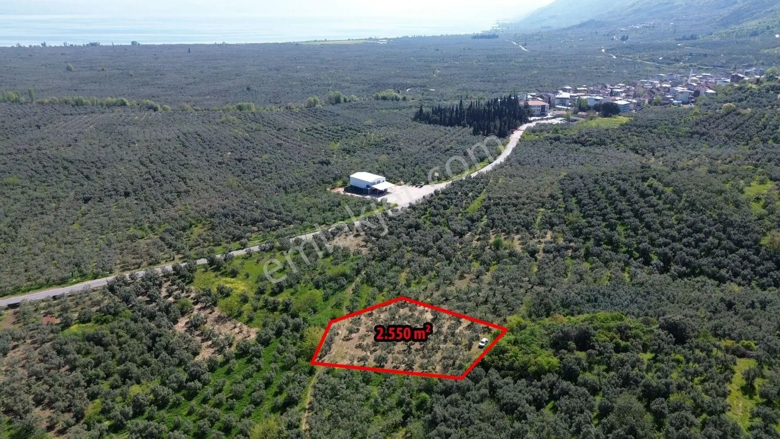 Limax Grup'Tan Sölöz'De 2550 M² Bakımlı Zeytinlik