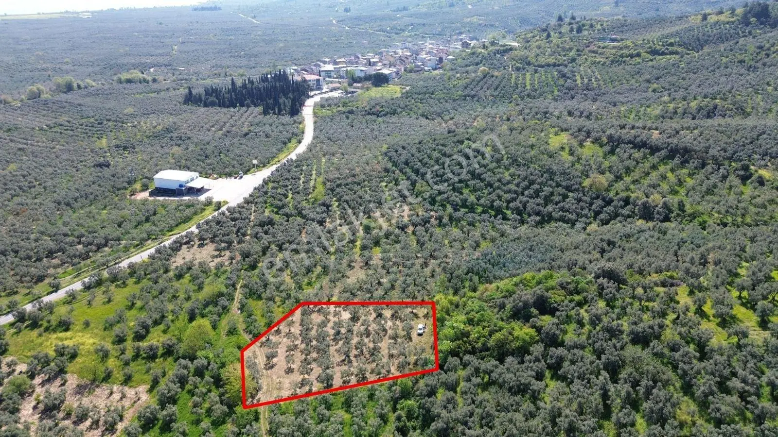 Limax Grup'tan Sölöz'de 2550 M² Bakımlı Zeytinlik — fotoğraf 2