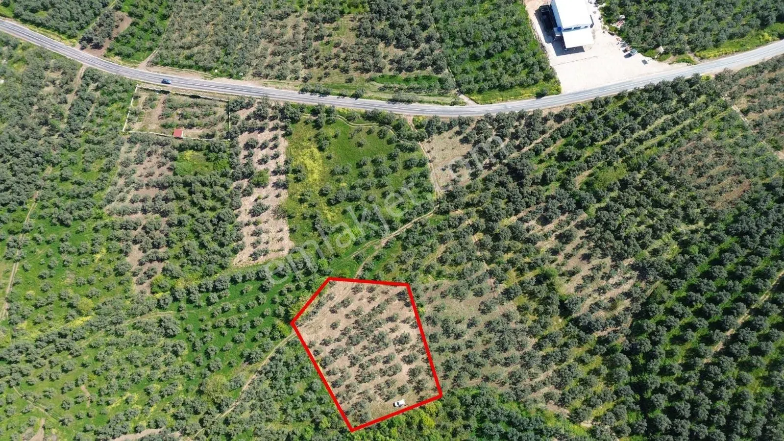 Limax Grup'tan Sölöz'de 2550 M² Bakımlı Zeytinlik — fotoğraf 3