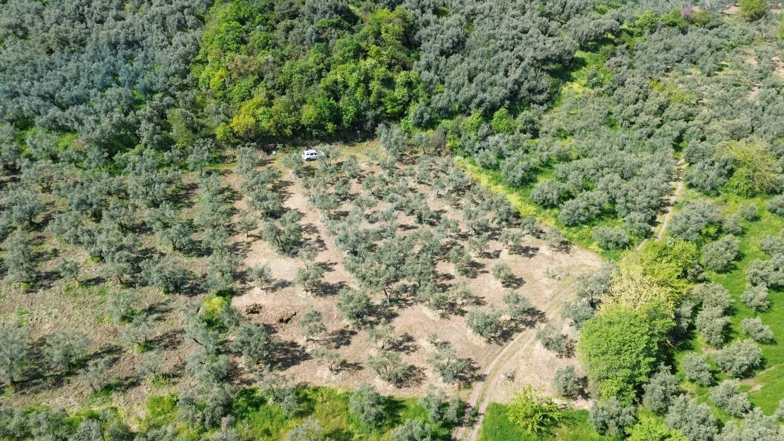 Limax Grup'tan Sölöz'de 2550 M² Bakımlı Zeytinlik — fotoğraf 4