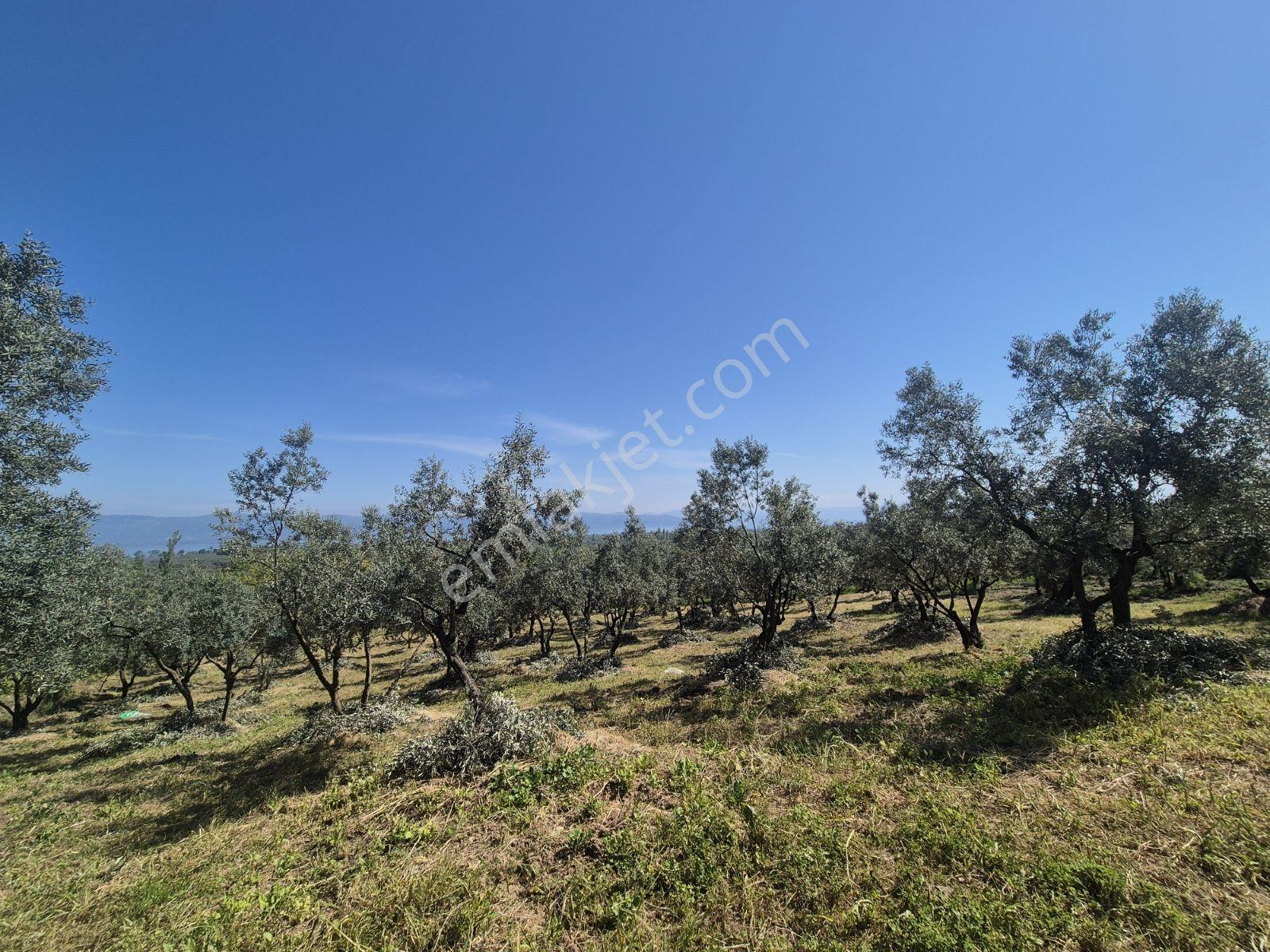 Limax Grup'tan Sölöz'de 2550 M² Bakımlı Zeytinlik — fotoğraf 10