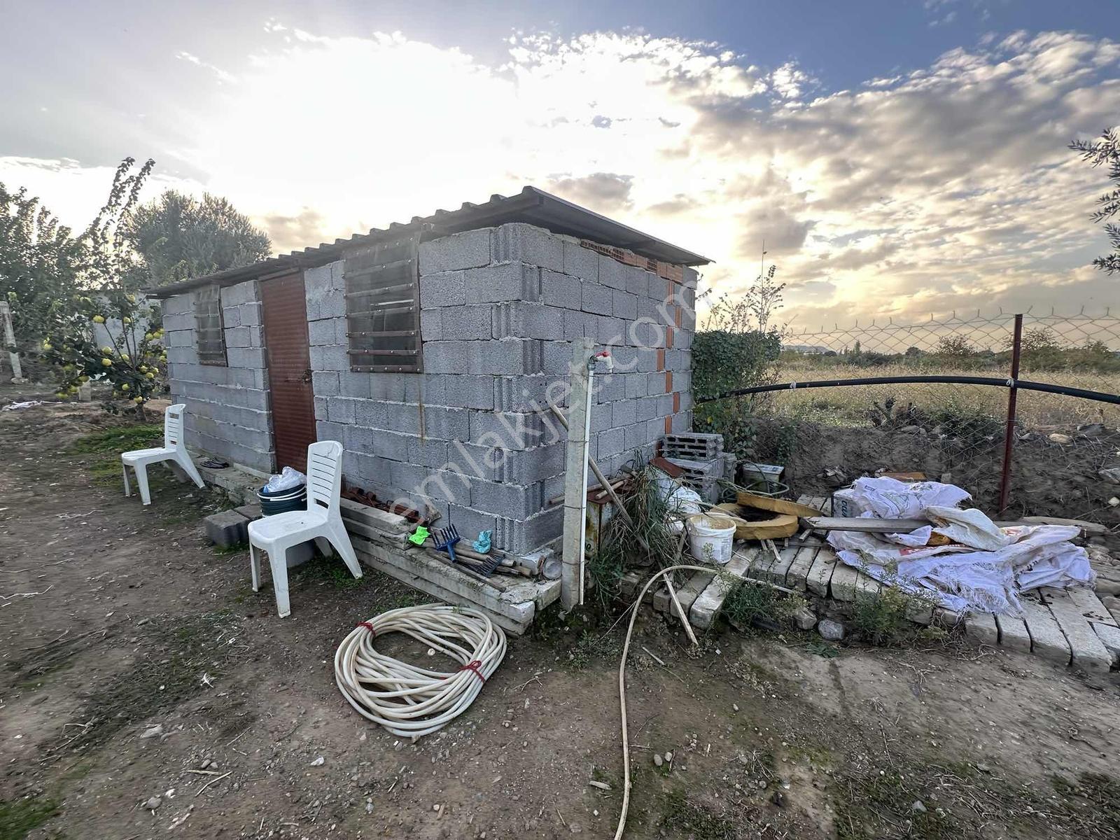 Şehir Merkezine Yakın Zeytinlik — fotoğraf 6