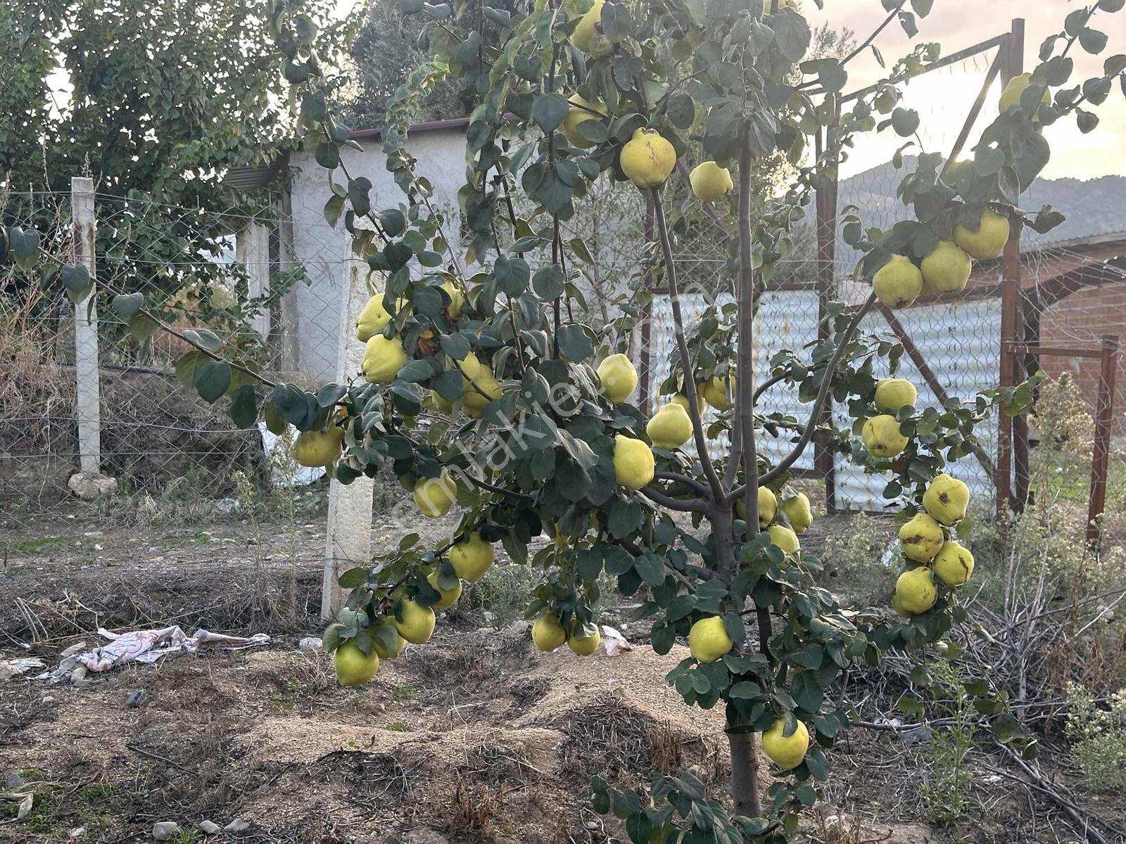 Şehir Merkezine Yakın Zeytinlik — fotoğraf 7