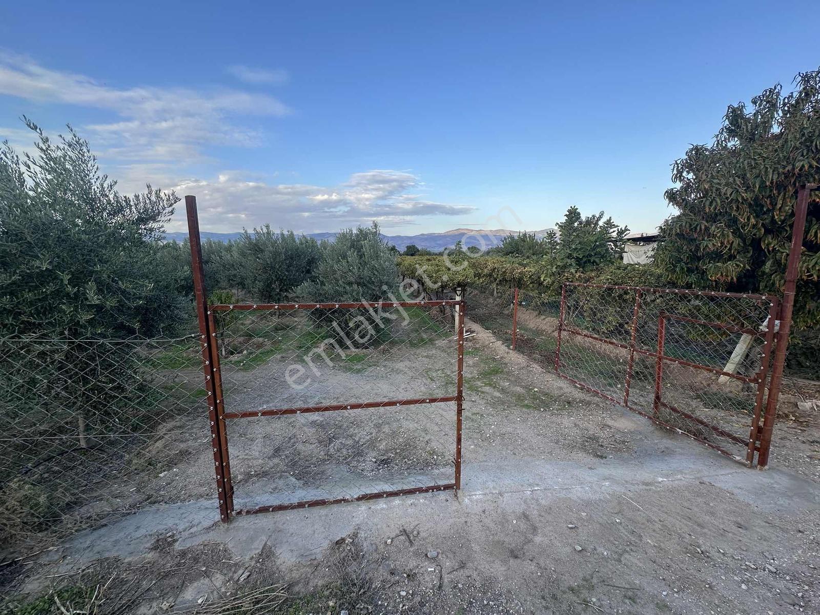 Şehir Merkezine Yakın Zeytinlik — fotoğraf 8