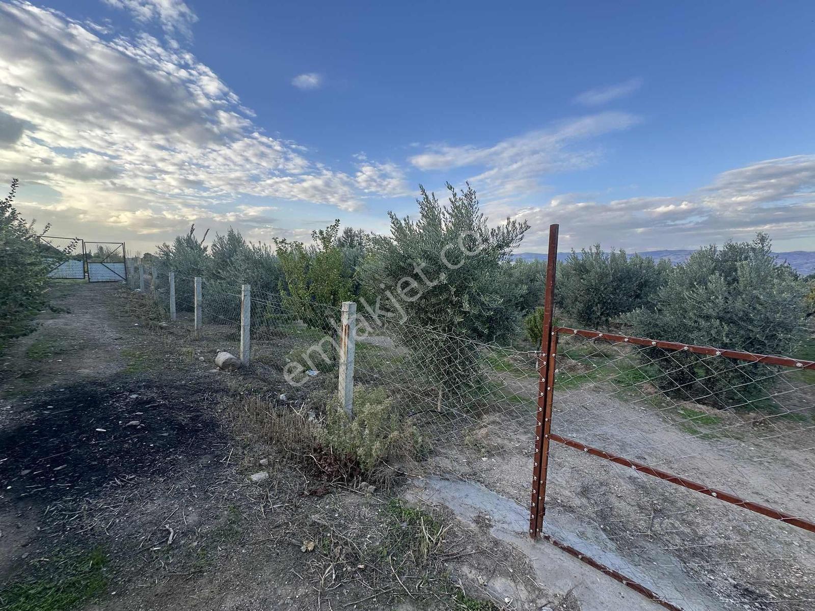 Şehir Merkezine Yakın Zeytinlik — fotoğraf 9