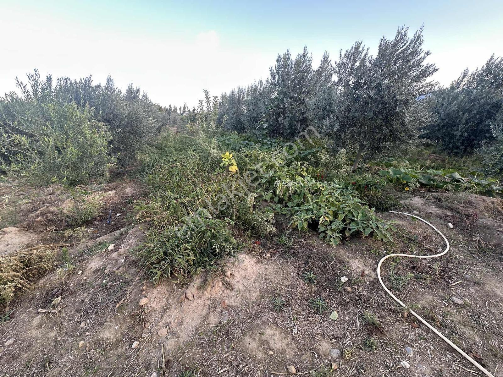 Şehir Merkezine Yakın Zeytinlik — fotoğraf 10