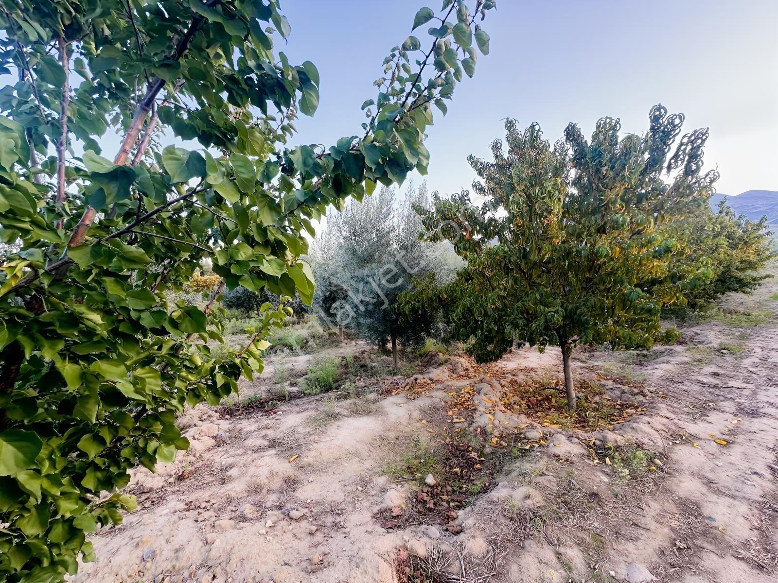 Şehir Merkezine Yakın Zeytinlik — fotoğraf 15