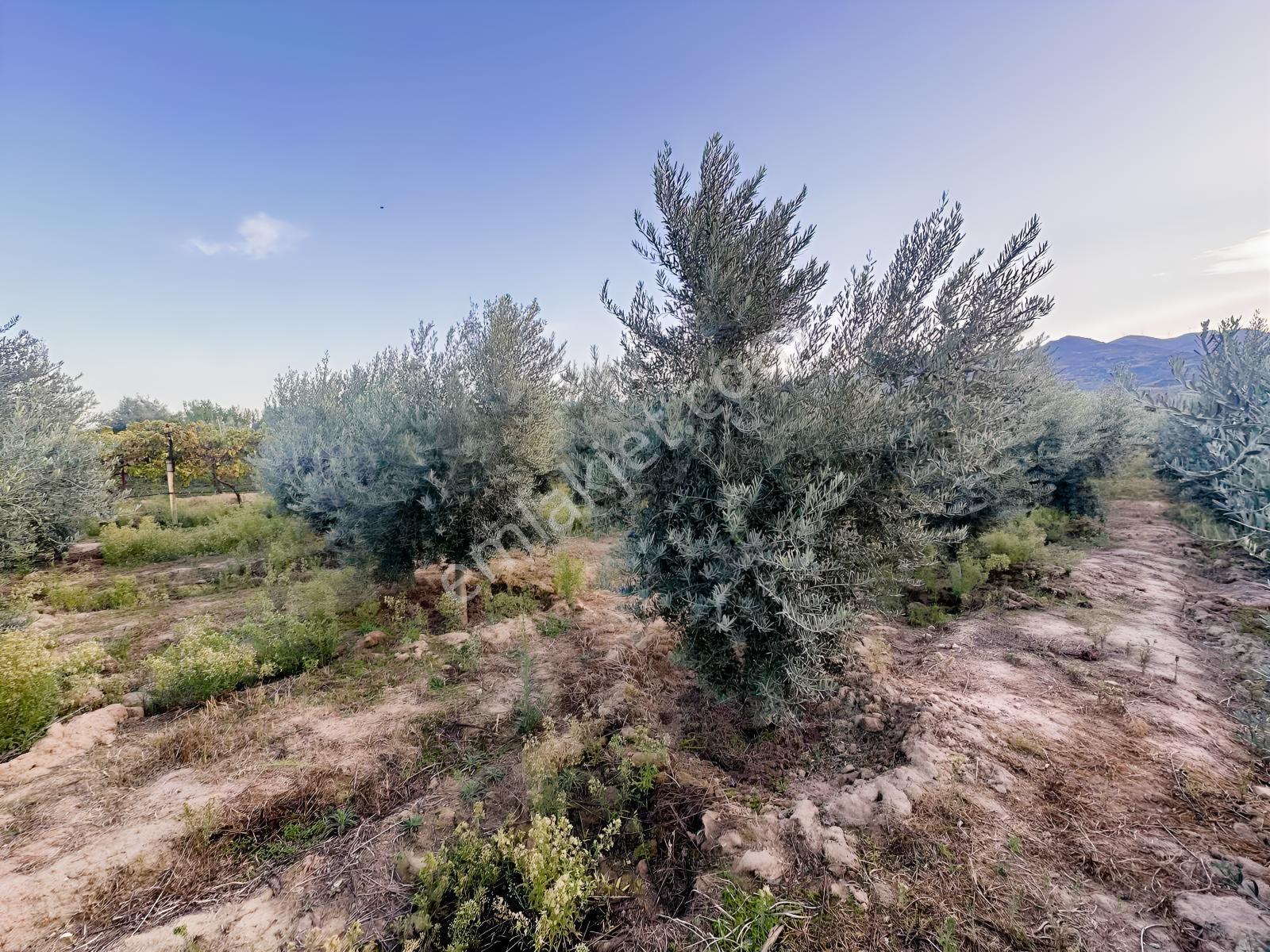 Şehir Merkezine Yakın Zeytinlik — fotoğraf 16