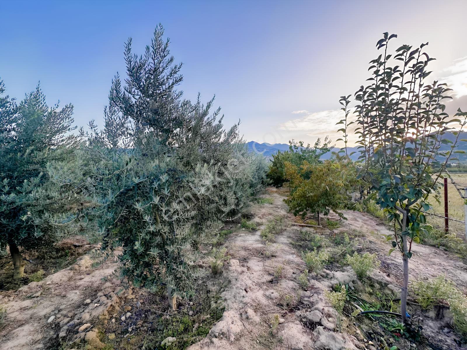 Şehir Merkezine Yakın Zeytinlik — fotoğraf 18