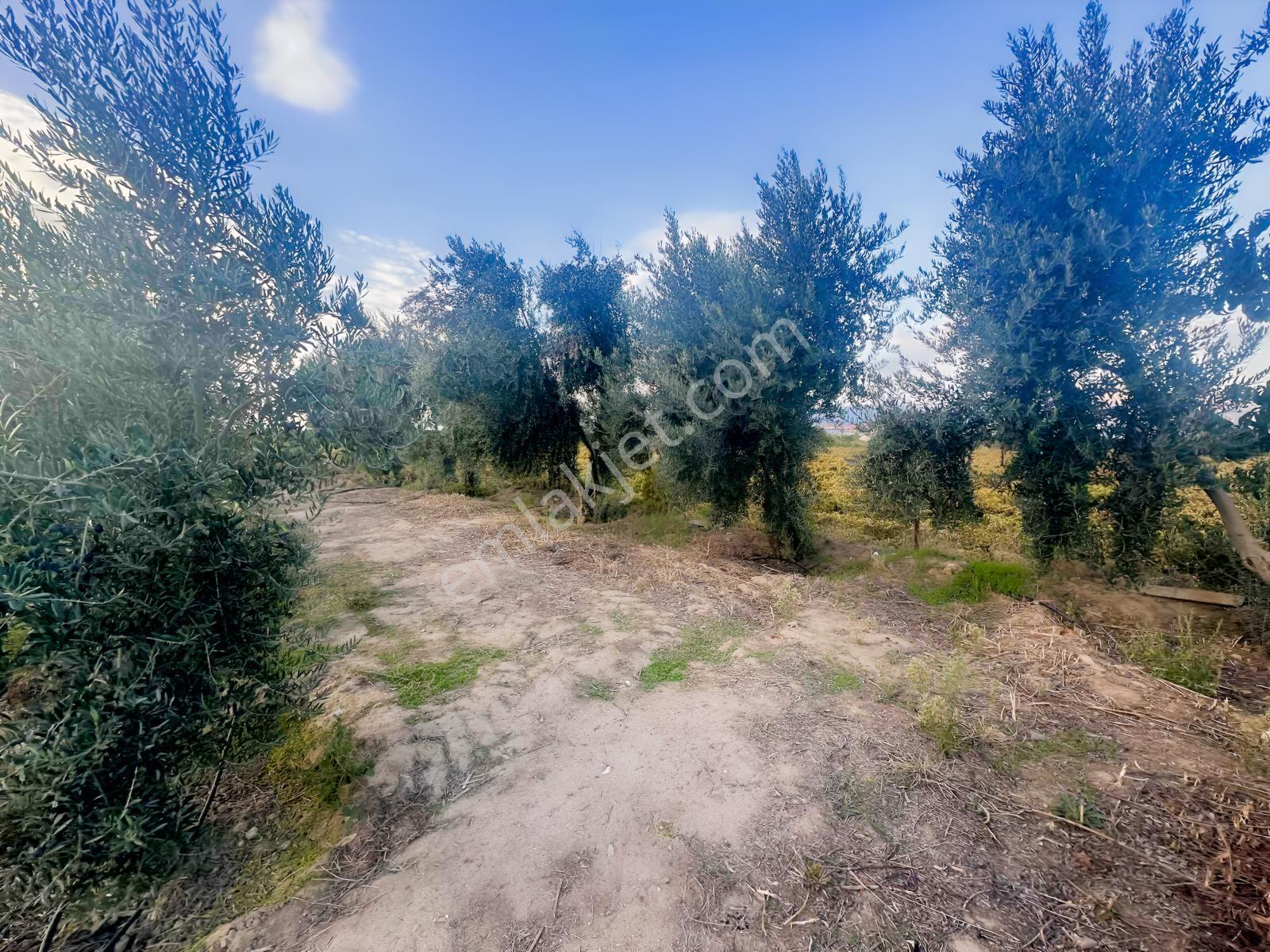 Şehir Merkezine Yakın Zeytinlik — fotoğraf 22