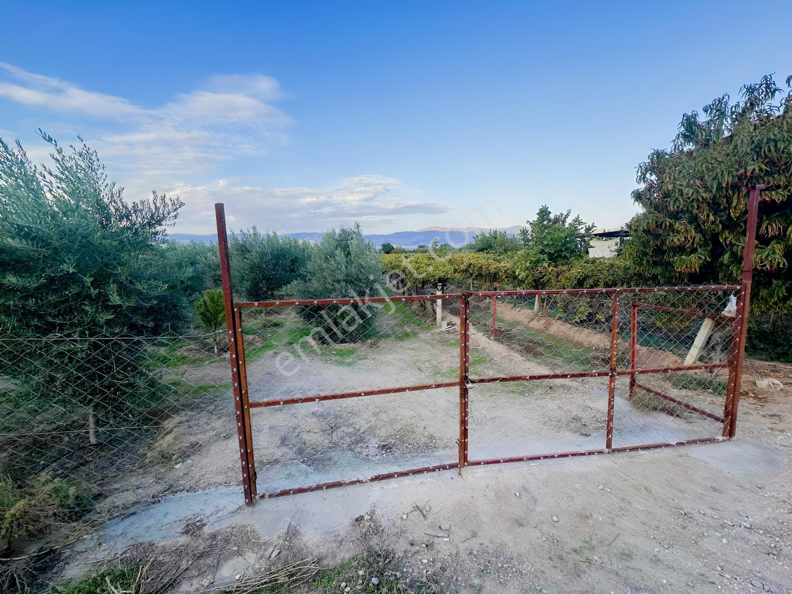 Şehir Merkezine Yakın Zeytinlik — fotoğraf 24