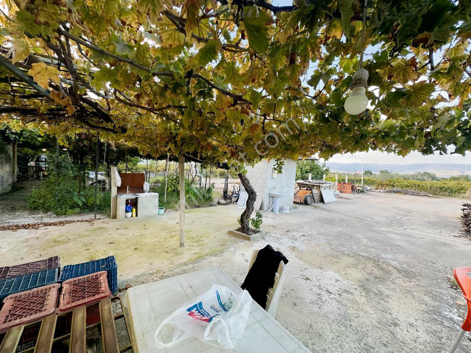 Şehir Merkezine Yakın Zeytinlik — fotoğraf 26