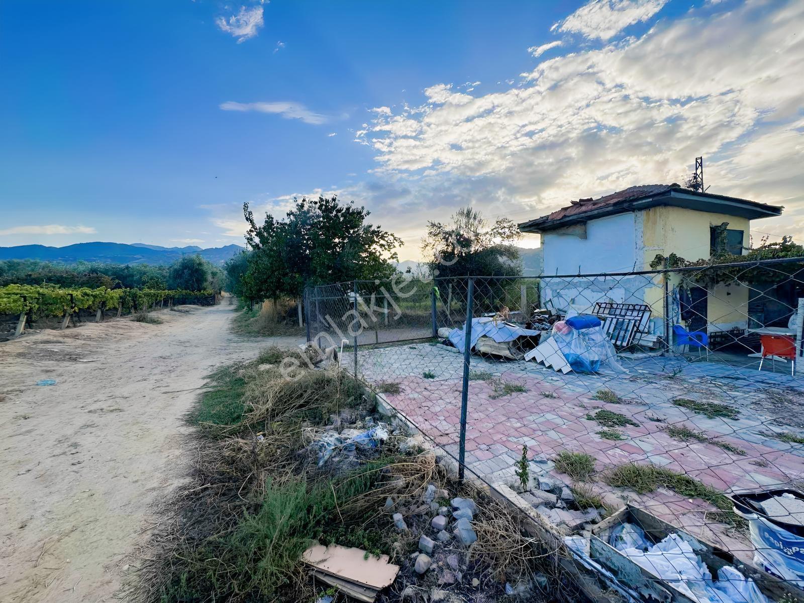 Şehir Merkezine Yakın Zeytinlik — fotoğraf 29