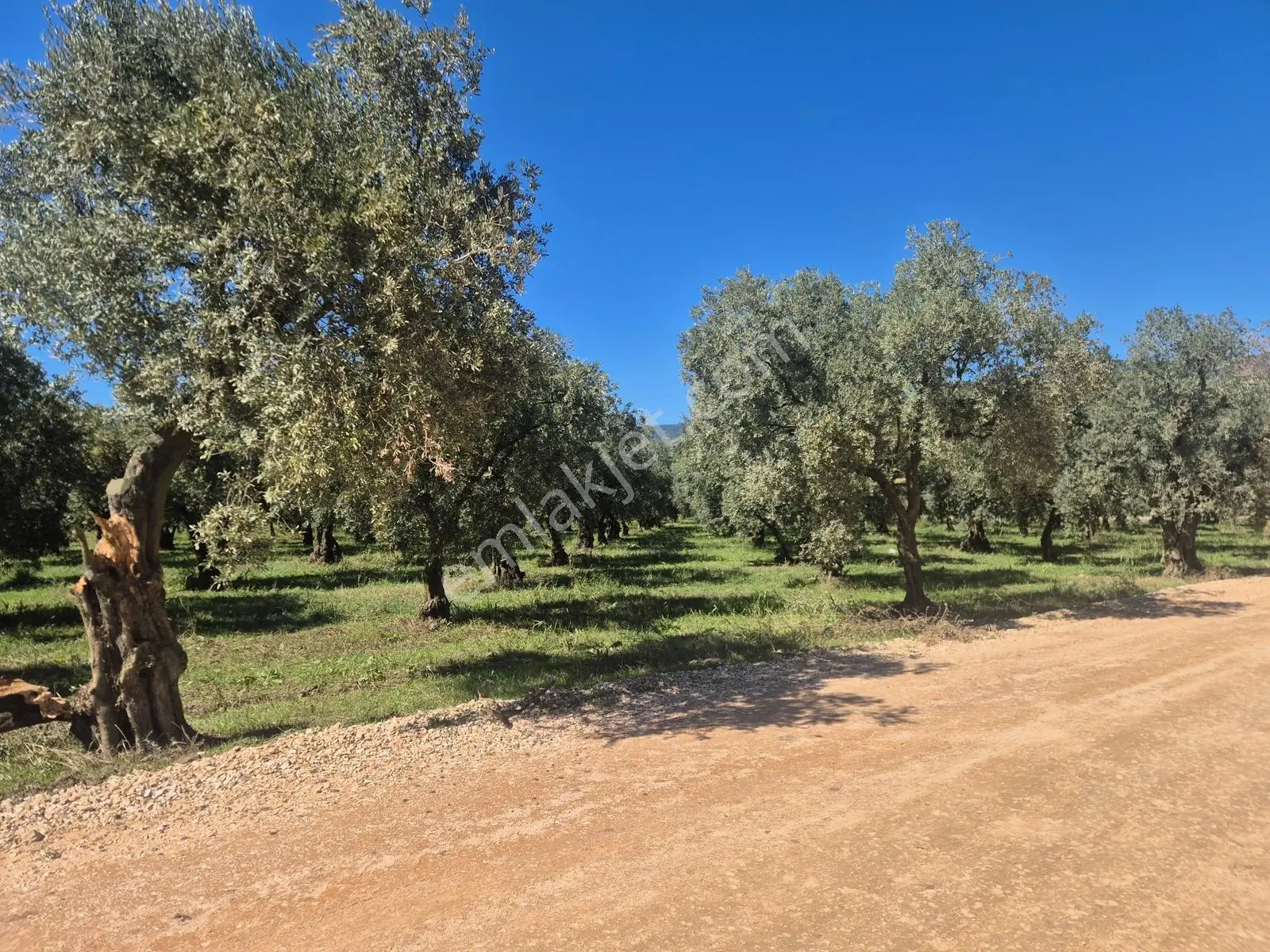 Limax'tan Çakırlı Sahil Yolunda 7.269 M² Tarla — fotoğraf 5