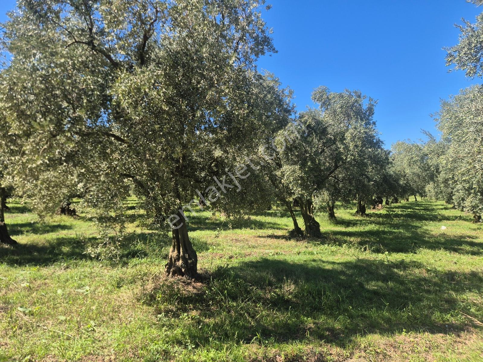 Limax'tan Çakırlı Sahil Yolunda 7.269 M² Tarla — fotoğraf 6