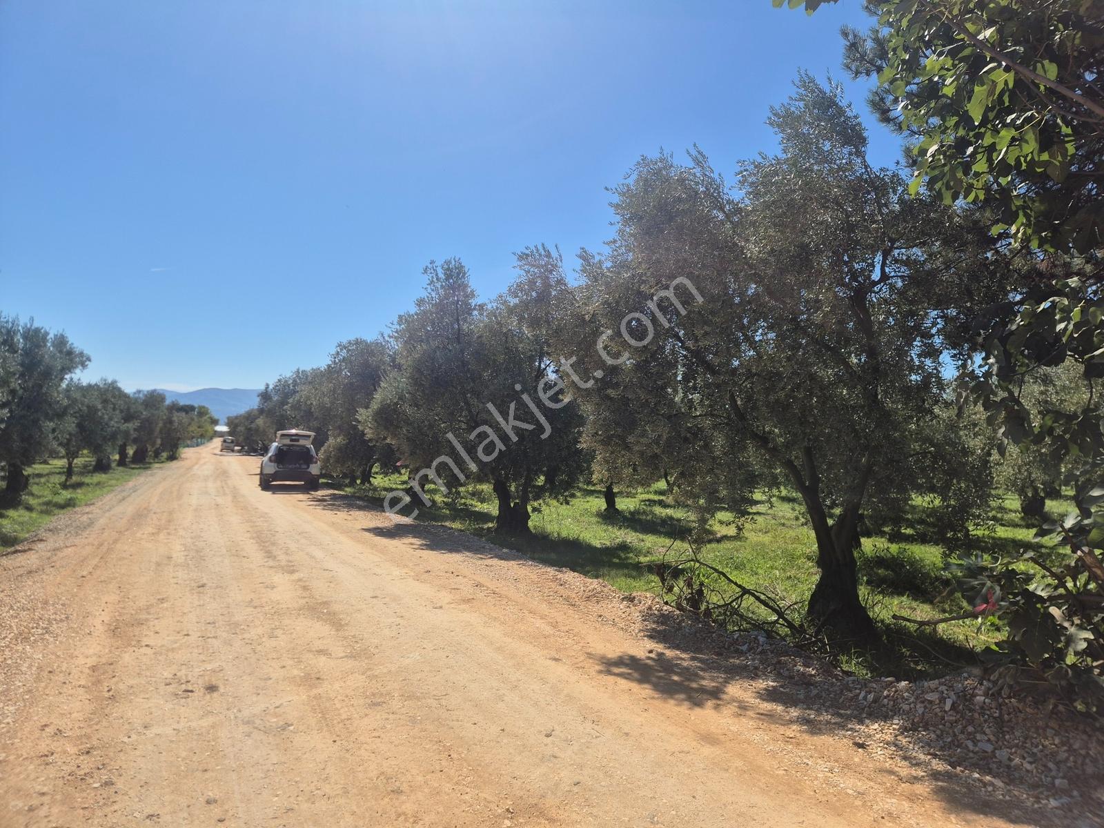 Limax'tan Çakırlı Sahil Yolunda 7.269 M² Tarla — fotoğraf 9