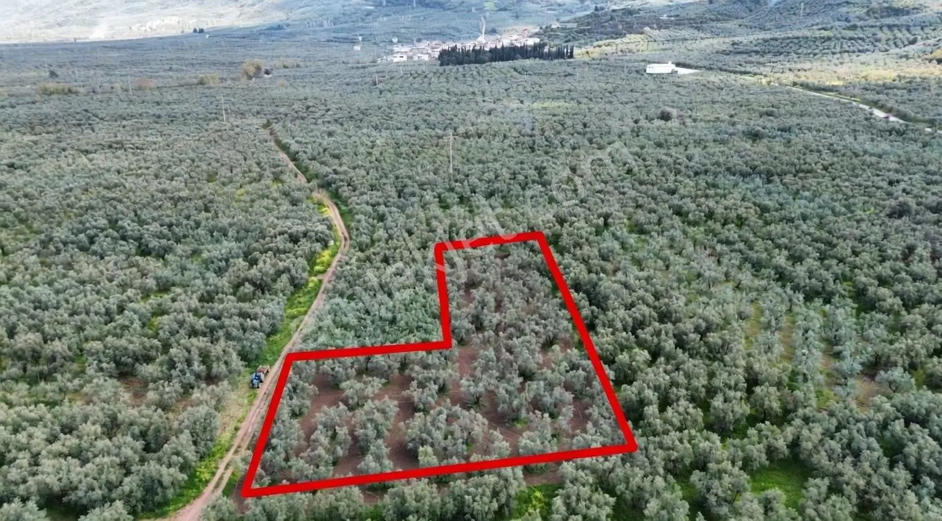 Sölöz De Köşe Parsel Fırsat Zeytinlik