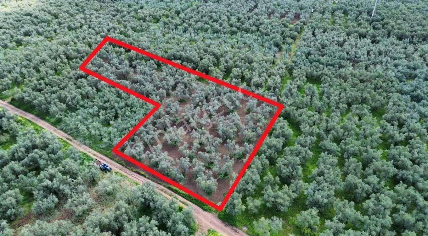 Sölöz De Köşe Parsel Fırsat Zeytinlik — fotoğraf 2