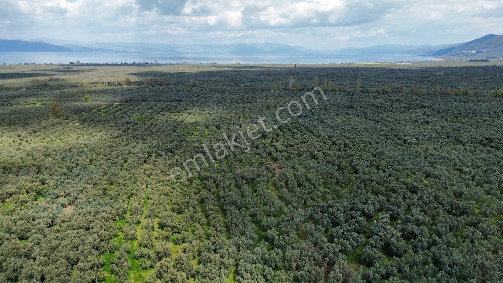 Sölöz De Köşe Parsel Fırsat Zeytinlik — fotoğraf 10