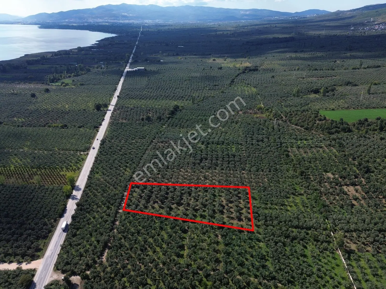 Limax'Tan İznik Gölü Ve Ana Yola Yakın Zeytin Ağaçlı Tarla