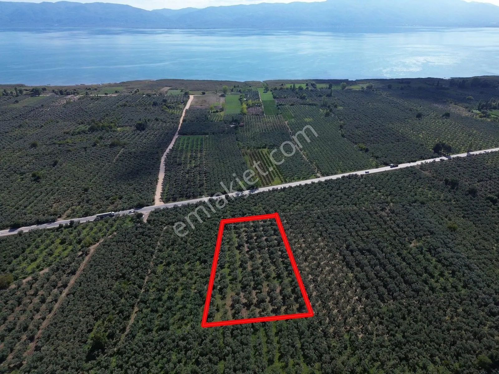 Limax'tan İznik Gölü Ve Ana Yola Yakın Zeytin Ağaçlı Tarla — fotoğraf 2