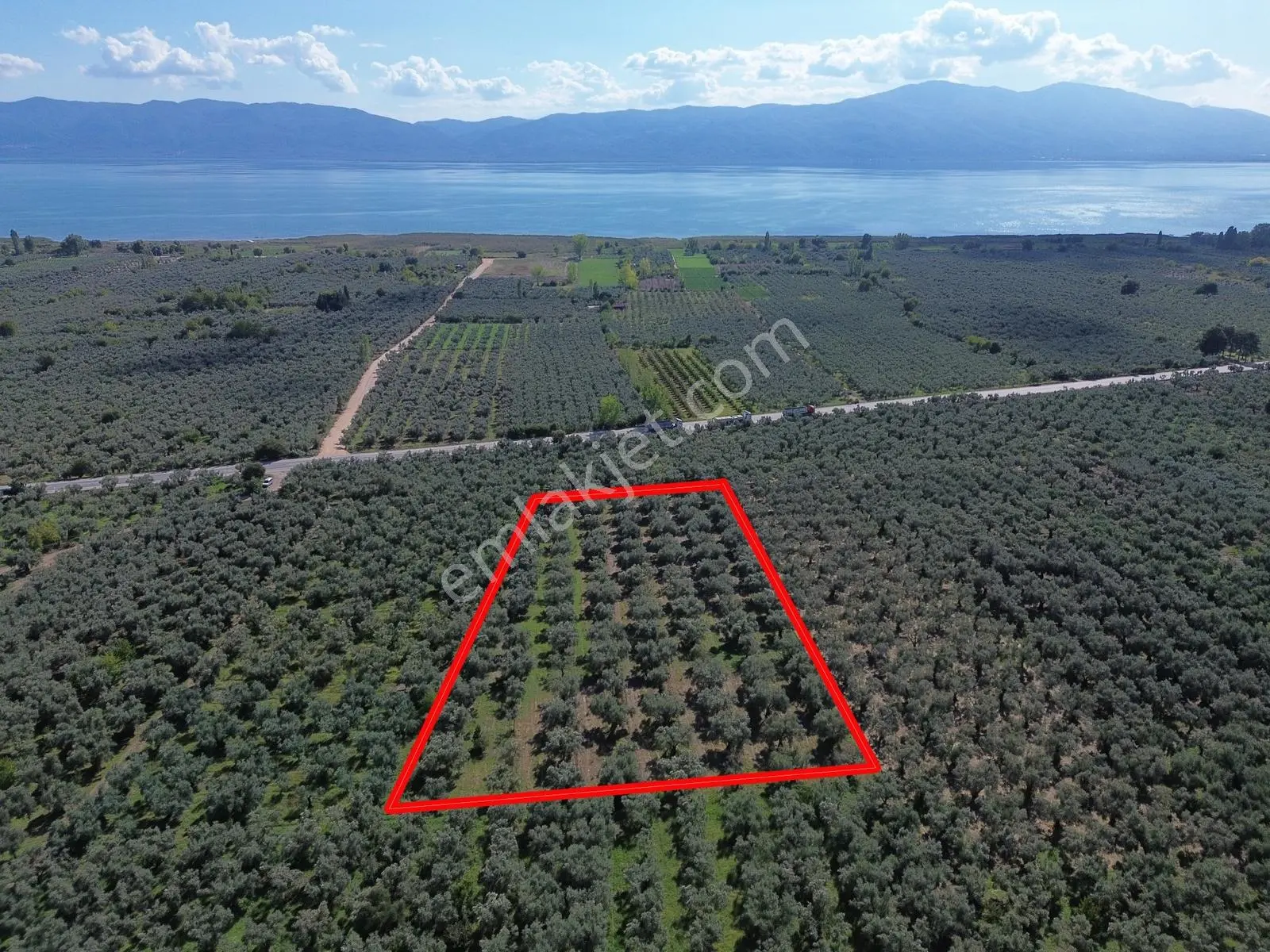 Limax'tan İznik Gölü Ve Ana Yola Yakın Zeytin Ağaçlı Tarla — fotoğraf 3