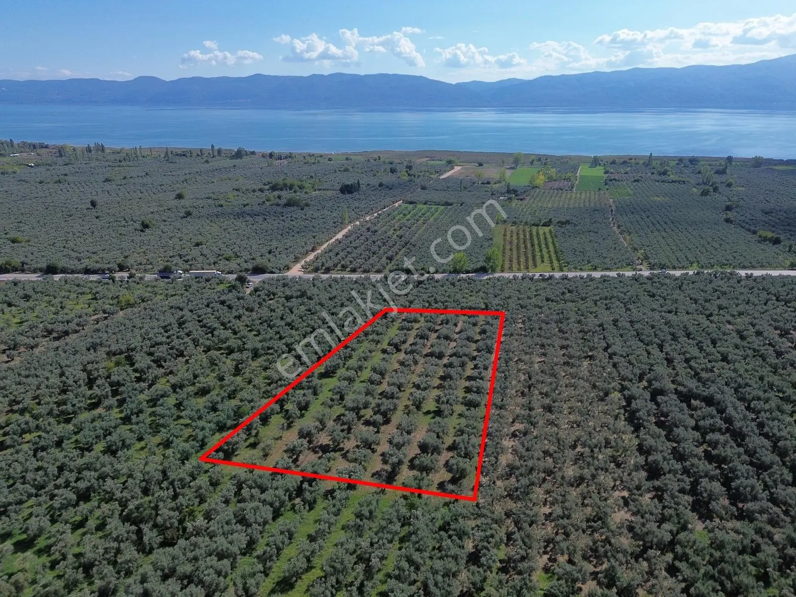 Limax'tan İznik Gölü Ve Ana Yola Yakın Zeytin Ağaçlı Tarla — fotoğraf 4