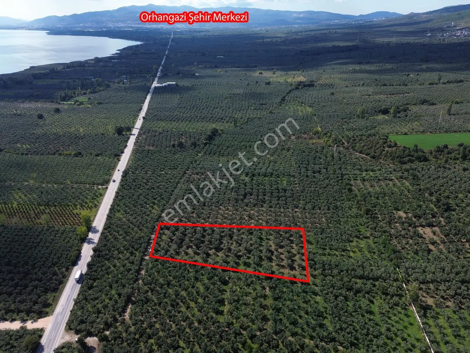 Limax'tan İznik Gölü Ve Ana Yola Yakın Zeytin Ağaçlı Tarla — fotoğraf 5