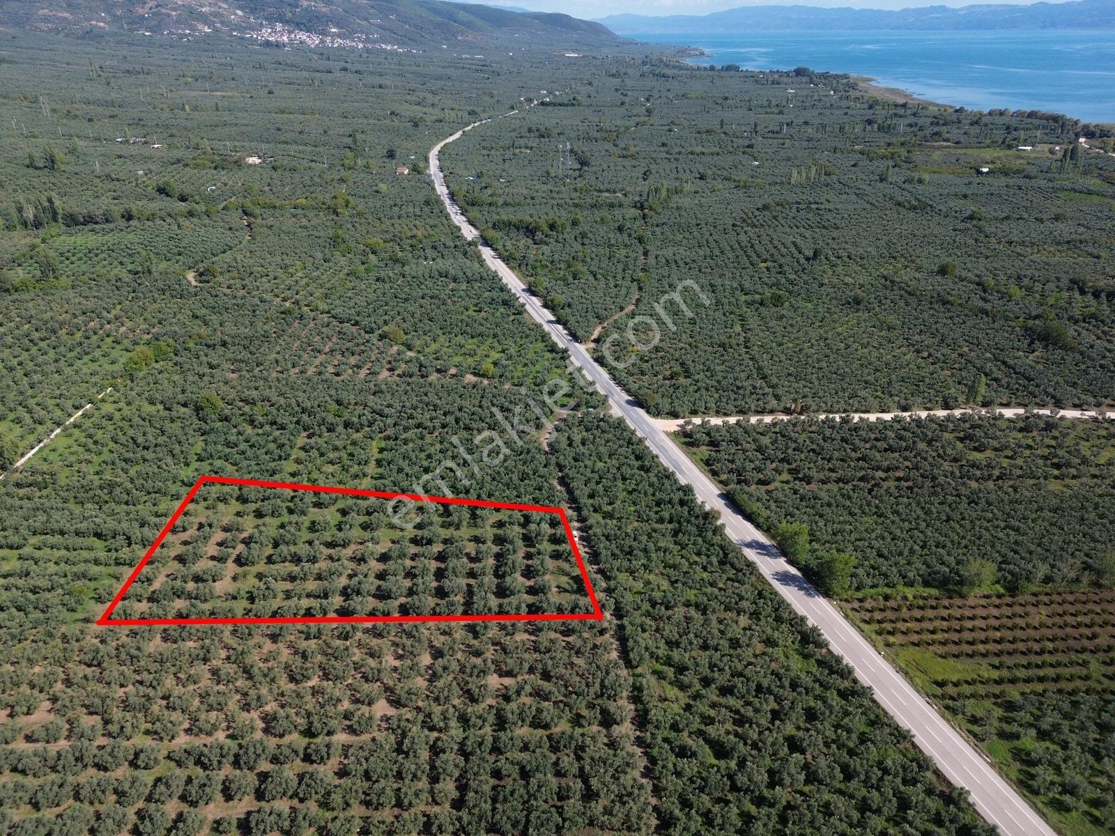 Limax'tan İznik Gölü Ve Ana Yola Yakın Zeytin Ağaçlı Tarla — fotoğraf 6