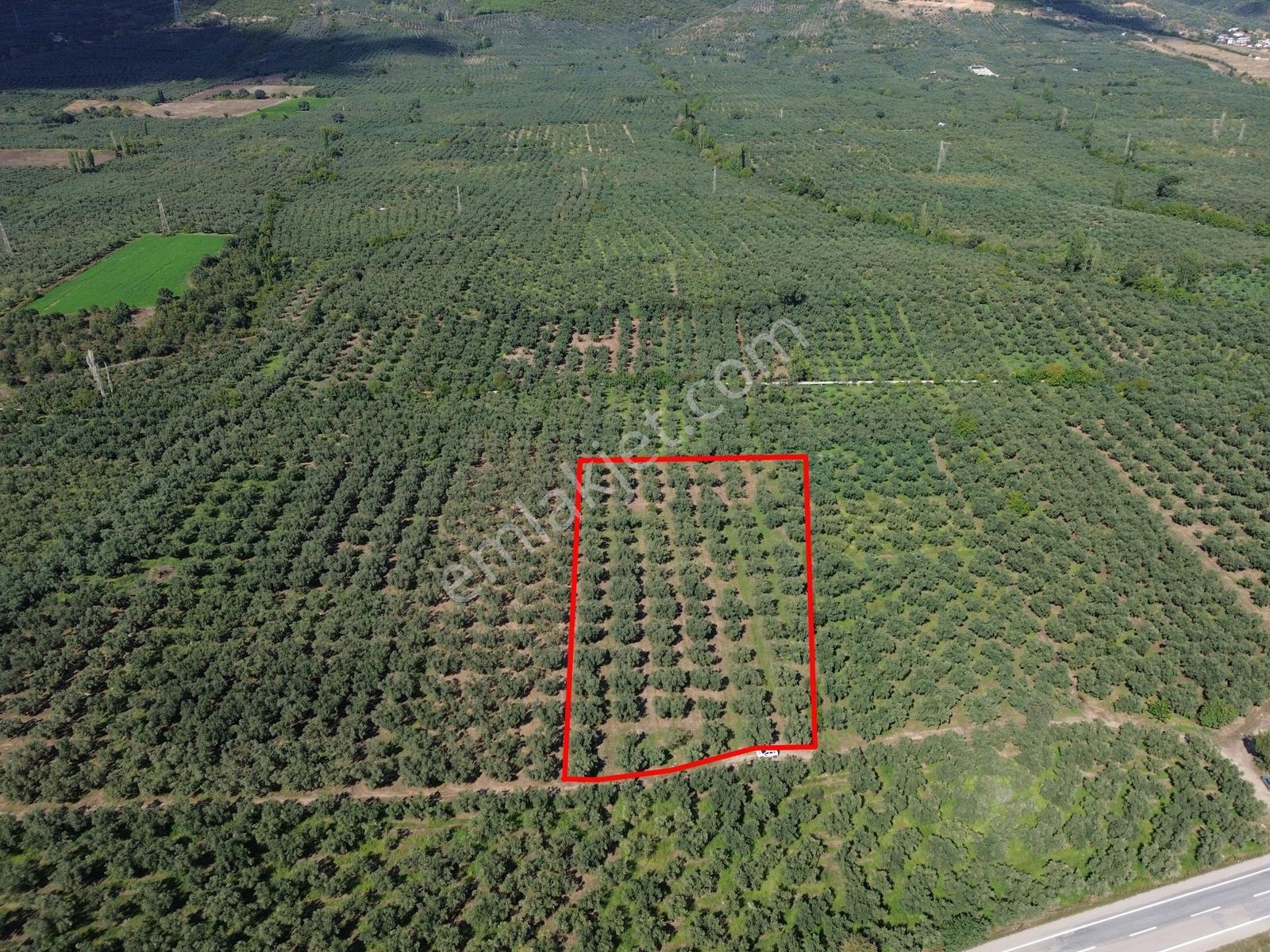 Limax'tan İznik Gölü Ve Ana Yola Yakın Zeytin Ağaçlı Tarla — fotoğraf 7