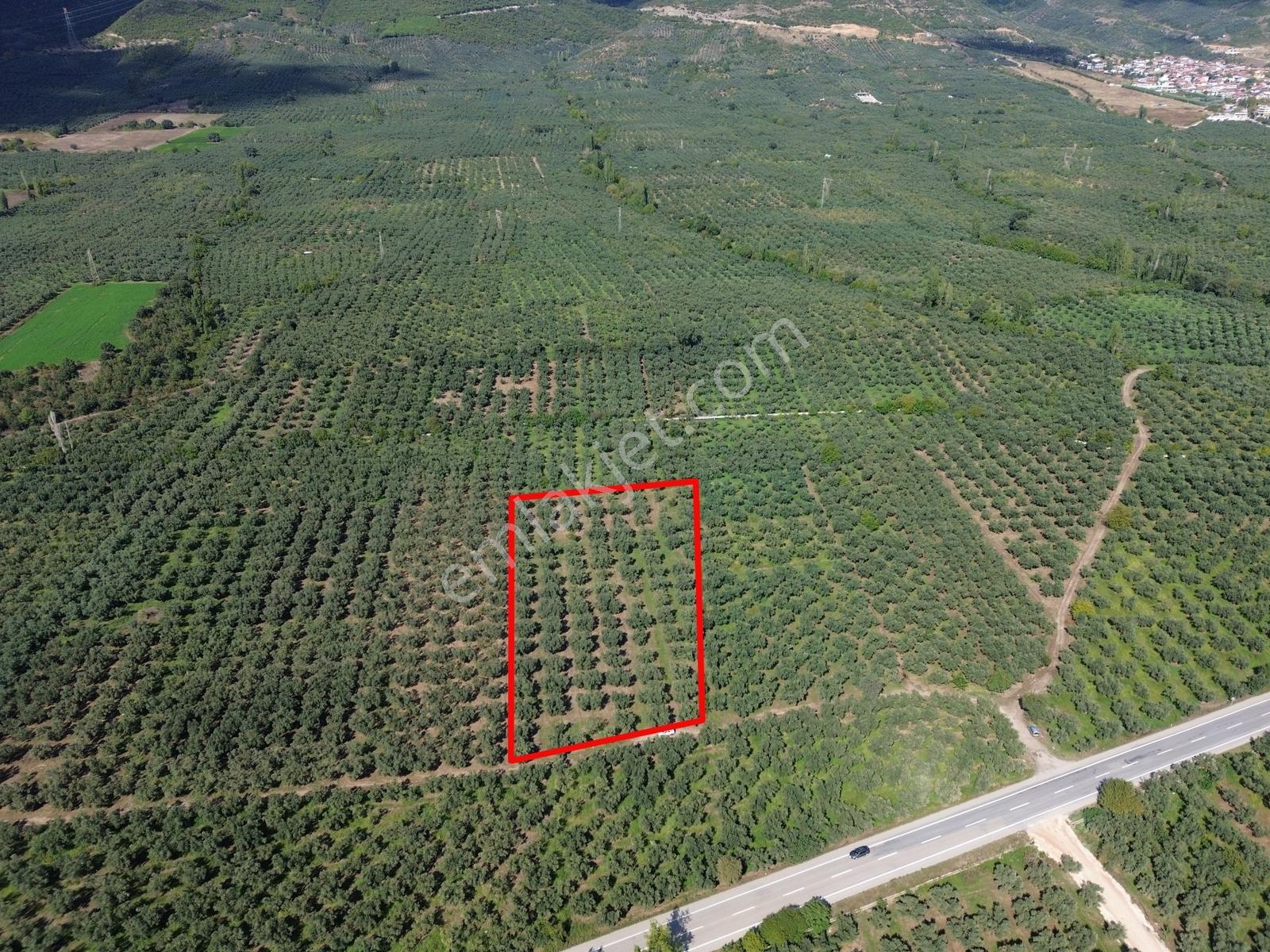 Limax'tan İznik Gölü Ve Ana Yola Yakın Zeytin Ağaçlı Tarla — fotoğraf 8