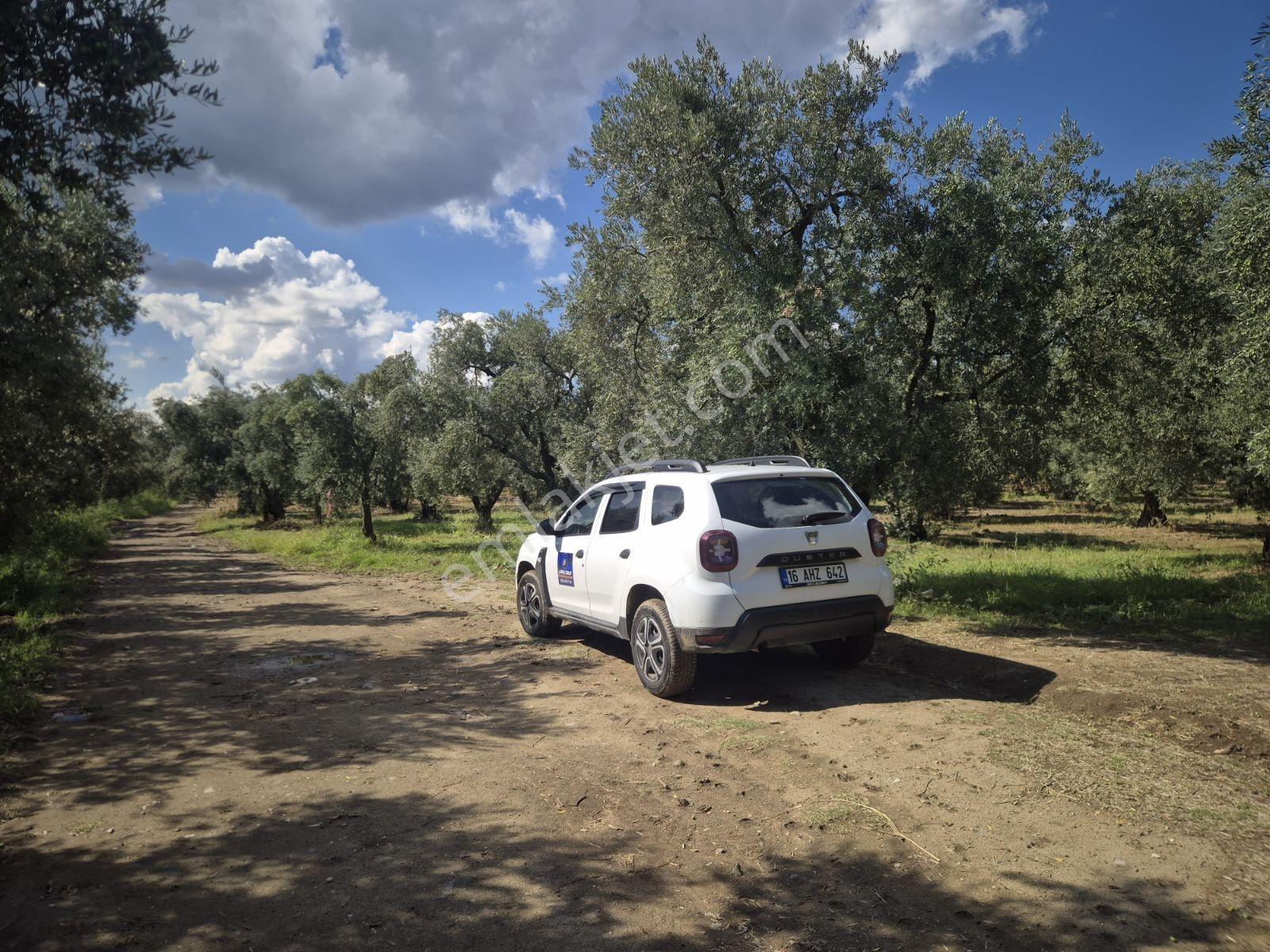 Limax'tan İznik Gölü Ve Ana Yola Yakın Zeytin Ağaçlı Tarla — fotoğraf 10