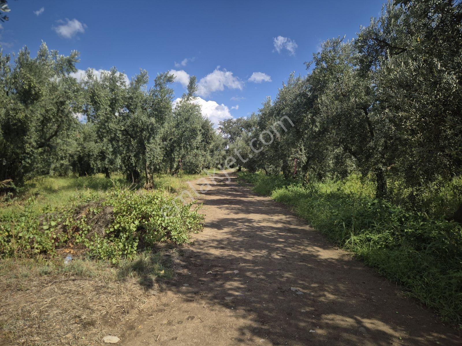 Limax'tan İznik Gölü Ve Ana Yola Yakın Zeytin Ağaçlı Tarla — fotoğraf 11